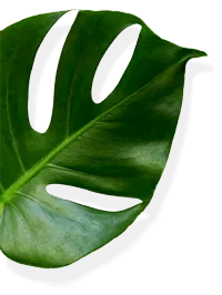 patern-daun1
